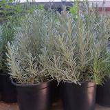 ΦΥΤΩΡΙΟ ΚΑΛΛΙΘΕΑ ΞΥΛΟΚΑΣΤΡΟ ΚΟΡΙΝΘΙΑ ΜΠΑΡΛΑΣ ΠΑΝΑΓΙΩΤΗΣ