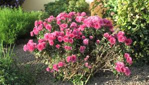 ΑΝΘΟΚΟΜΙΚΑ ΔΕΝΔΡΟΚΟΜΙΚΑ ΟΡΕΣΤΙΑΔΑ ΕΒΡΟΣ ΧΑΡΑΛΑΜΠΙΔΗΣ ΙΩΑΝΝΗΣ ΜΟΝ ΙΚΕ