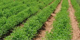 ΚΑΠΕΤΑΝΑΚΗΣ ΜΙΧΑΗΛ