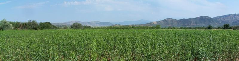 ΦΥΤΩΡΙΟ ΑΜΥΓΔΑΛΙΑΣ ΣΥΚΟΥΡΙΟ ΛΑΡΙΣΑ ΚΛΩΣΤΡΑΚΗΣ ΒΑΣΙΛΕΙΟΣ